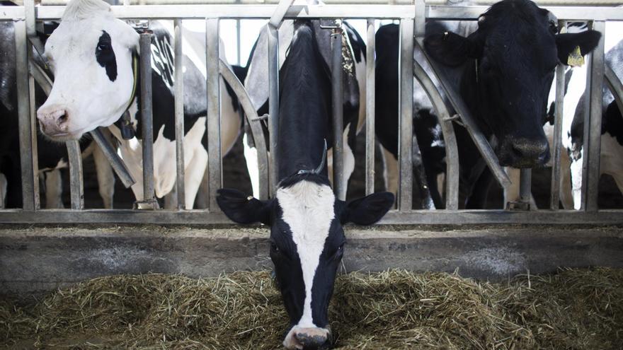 Los ganaderos españoles se quedan sin relevo mientras crece el miedo a la escasez de leche